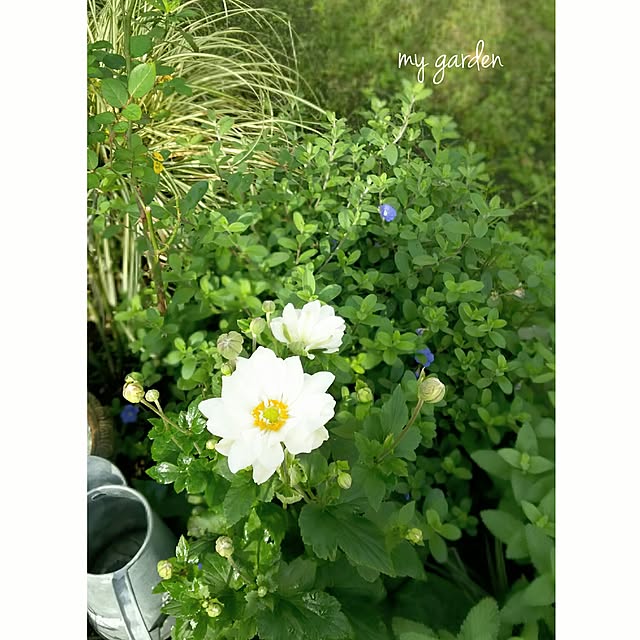 s.mamaさんの実例写真