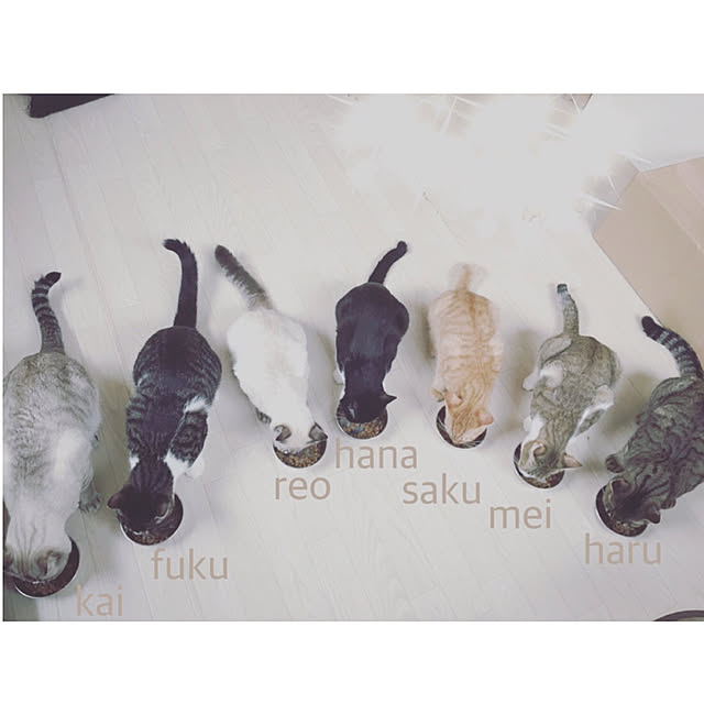 nodokaさんの実例写真