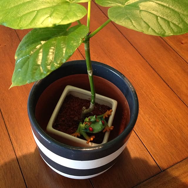 takaさんの実例写真