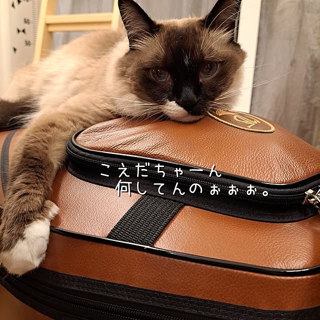 kankanmom_horn_5catsさんの部屋
