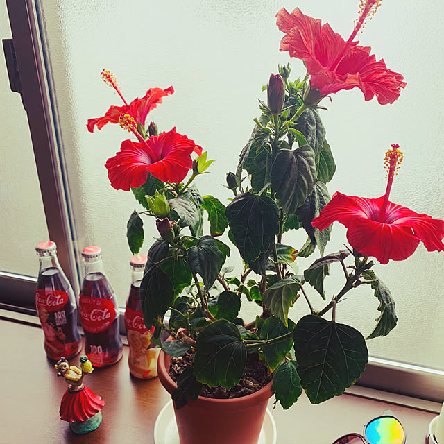 夏/観葉植物/雑貨/棚のインテリア実例 - 2019-07-16 08:39:08