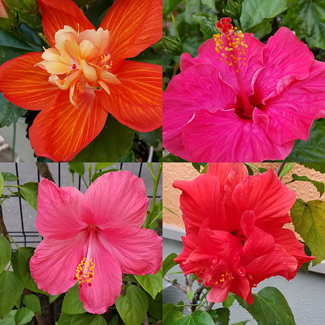 rumirumiさんの実例写真
