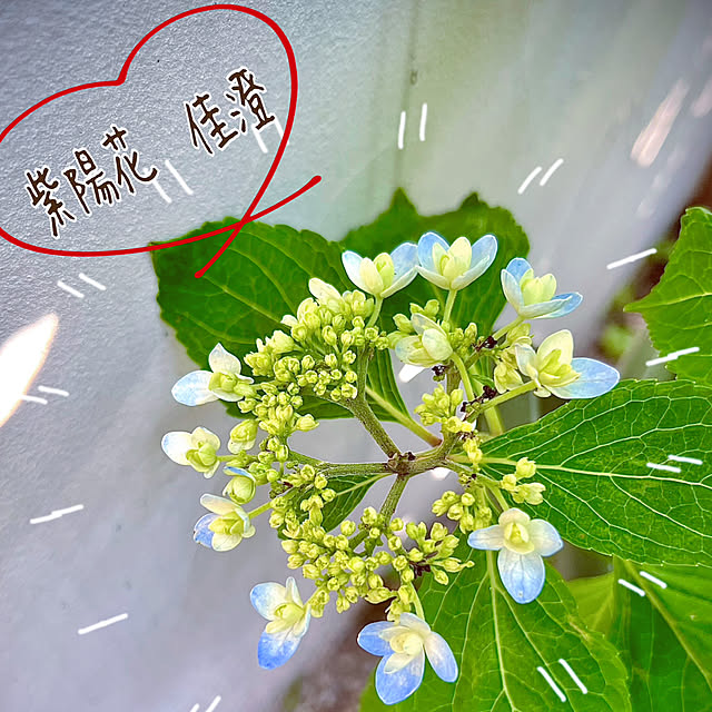 hinamamaさんの実例写真
