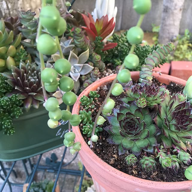 机/多肉植物のインテリア実例 - 2016-07-01 07:21:21