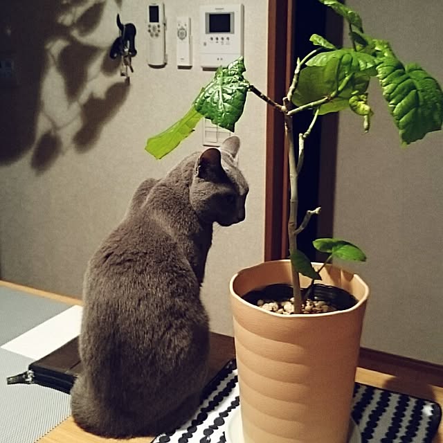 kosame918さんの実例写真