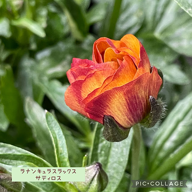 buchiさんの実例写真