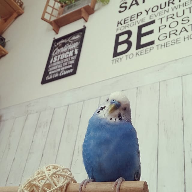 opiopiopiさんの実例写真