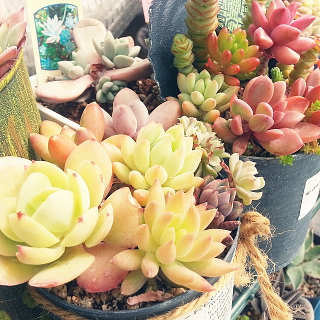 実例写真