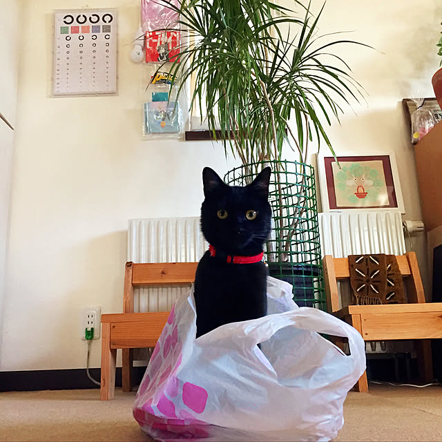 nanaさんの実例写真
