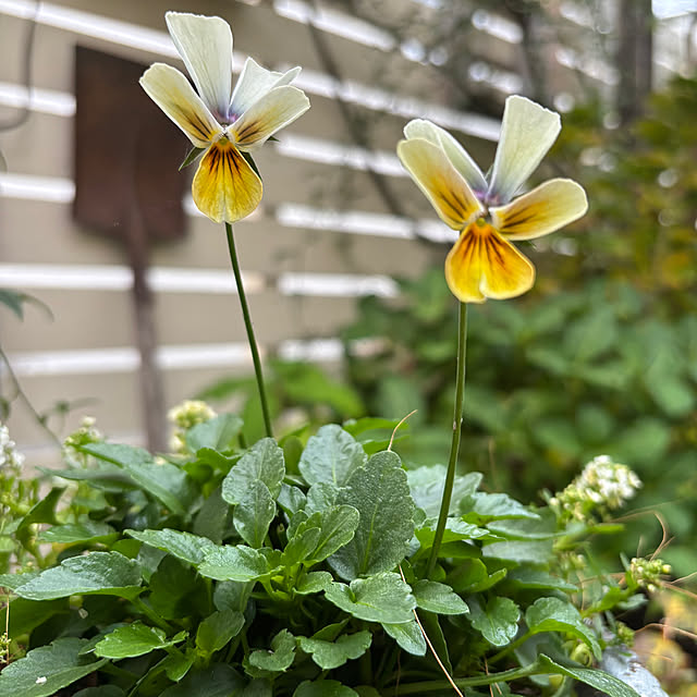 mameshibaさんの実例写真