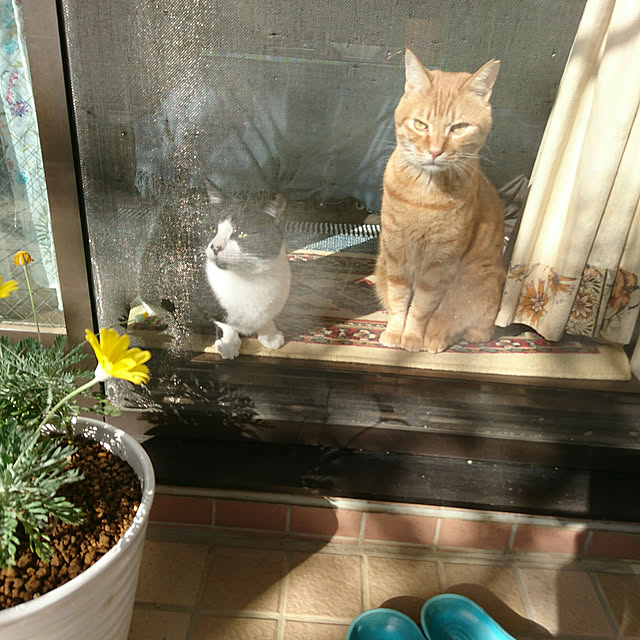 okyosan101さんの実例写真