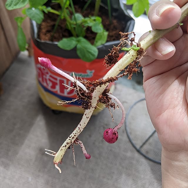 mi-saさんの実例写真