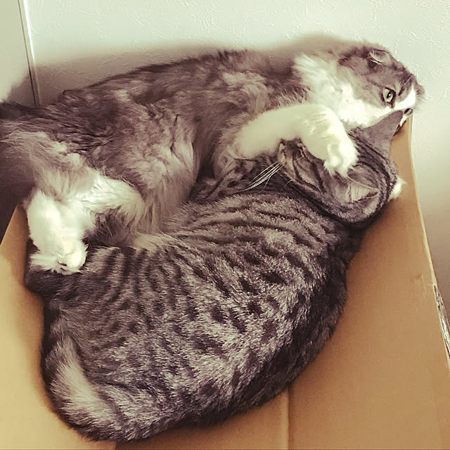amo69xxさんの実例写真