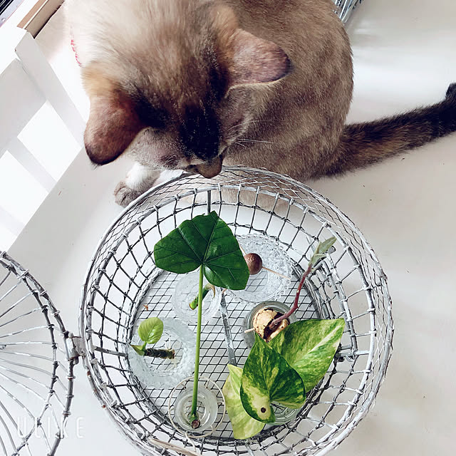 noelさんの実例写真