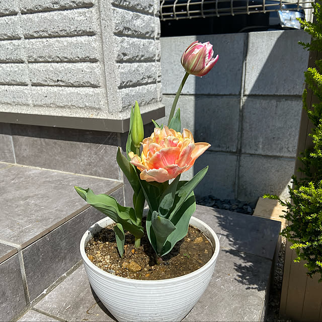 maronchanさんの実例写真