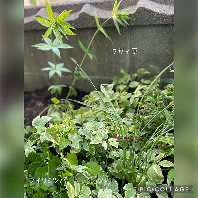buchiさんの実例写真