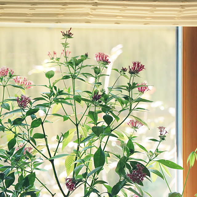 rokokoさんの部屋