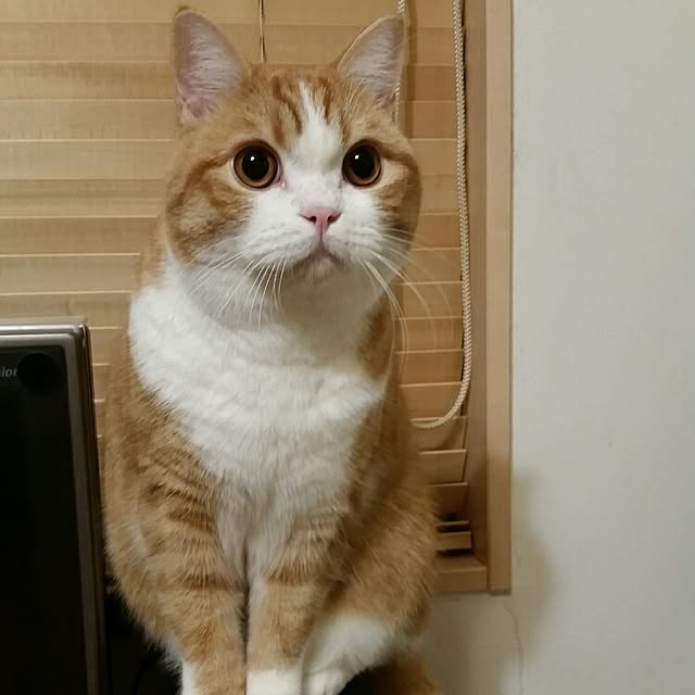 mi123さんの実例写真