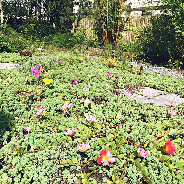 portulacaさんの実例写真