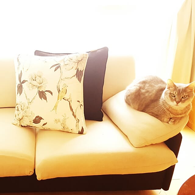 leolechatさんの実例写真