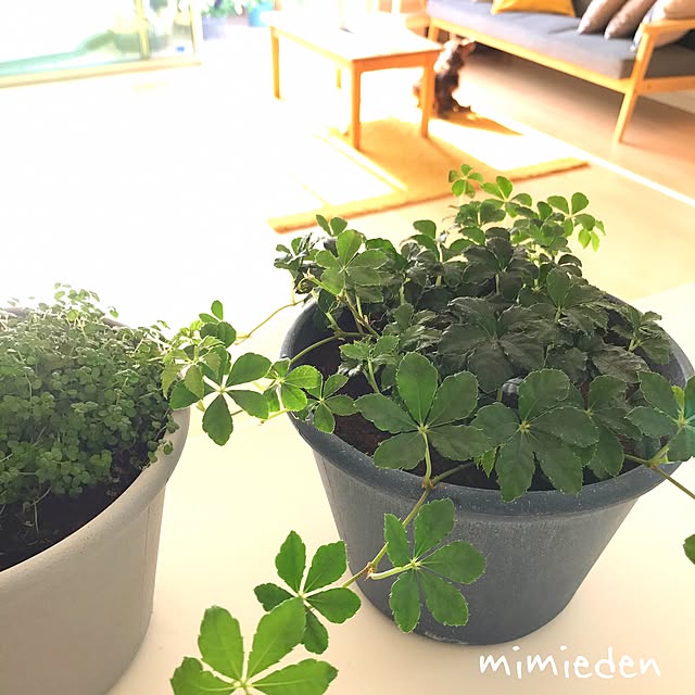 mimiedenさんの実例写真