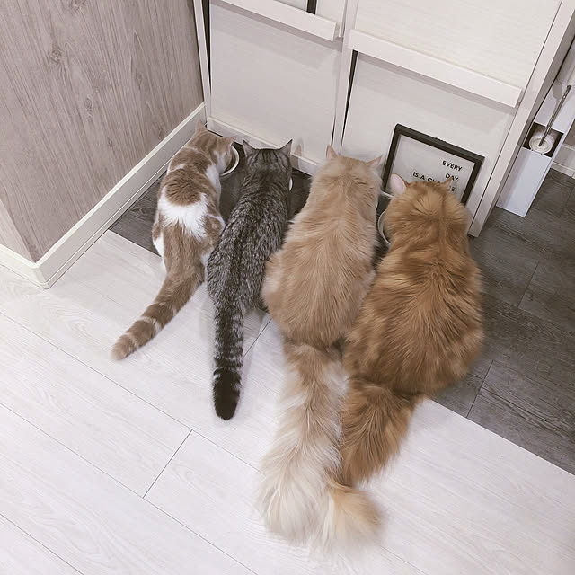 ch172さんの実例写真