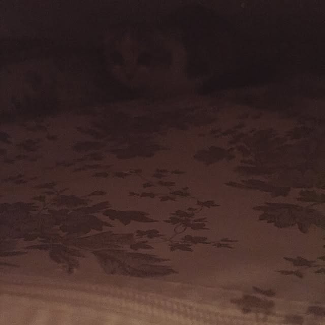 tityさんの実例写真