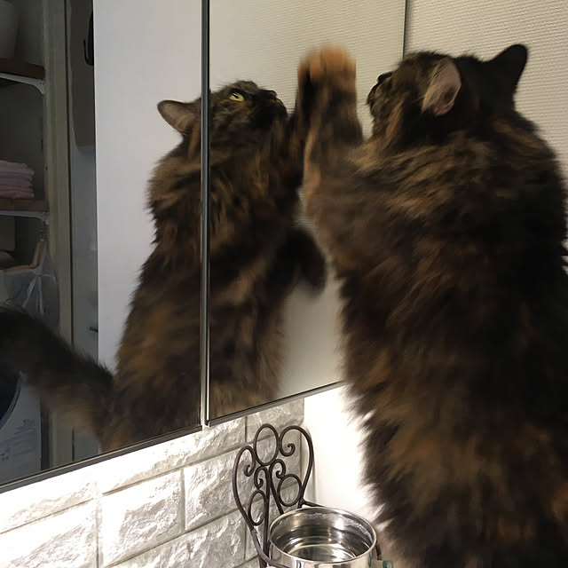 mikomaruさんの実例写真