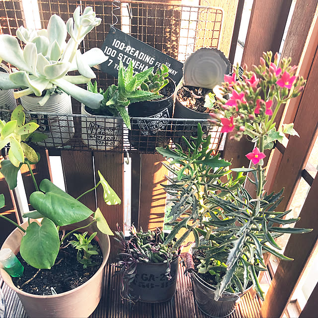 多肉植物/リメ缶/ig→chaaako_51_31/ステンシル/ジャンク風...などのインテリア実例 - 2019-06-22 07:34:51
