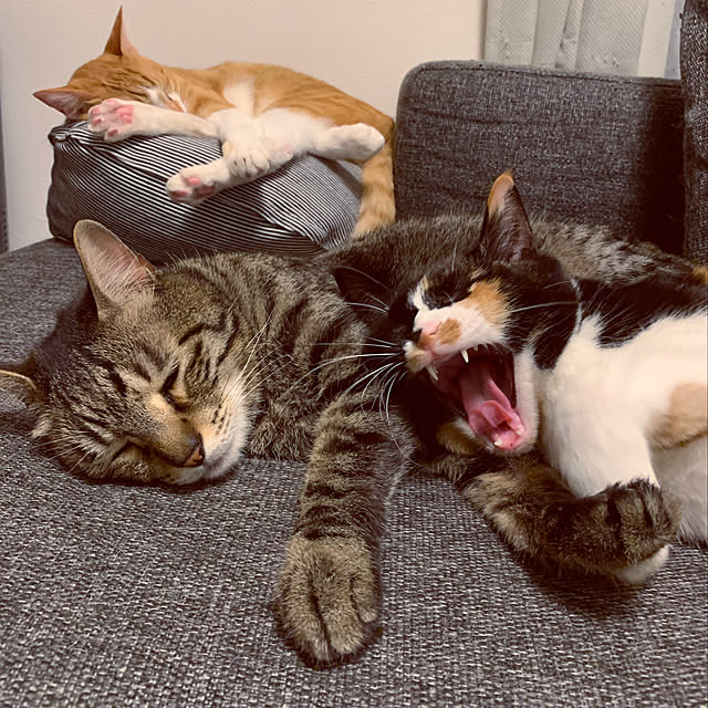 Boniさんの実例写真