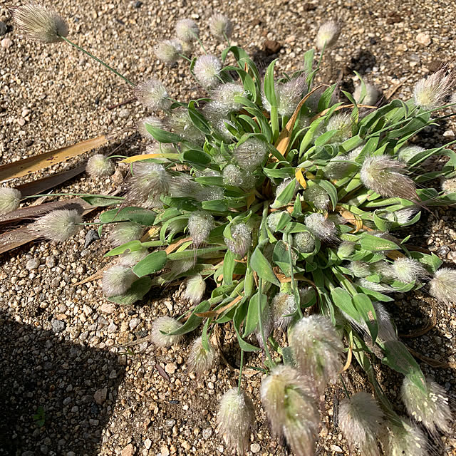 記録用/RCの出会いに感謝♡/植物のある暮らし/ふわふわ/マイホーム記録...などのインテリア実例 - 2023-04-16 18:23:59