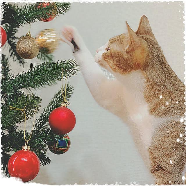 nodokaさんの実例写真