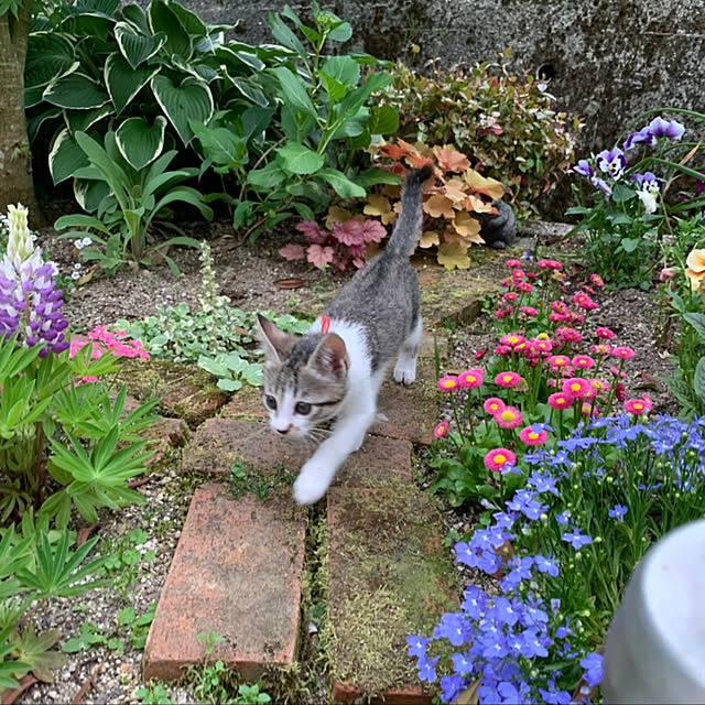 chamさんの実例写真