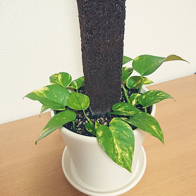 raraさんの実例写真