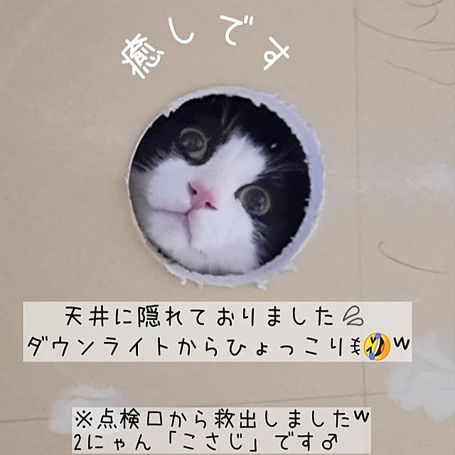 kankanmom_horn_5catsさんの実例写真