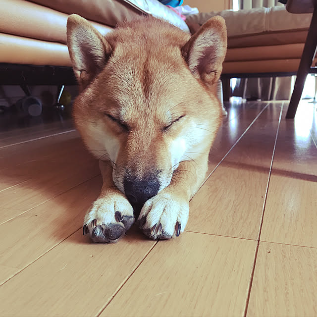 pillowsさんの実例写真