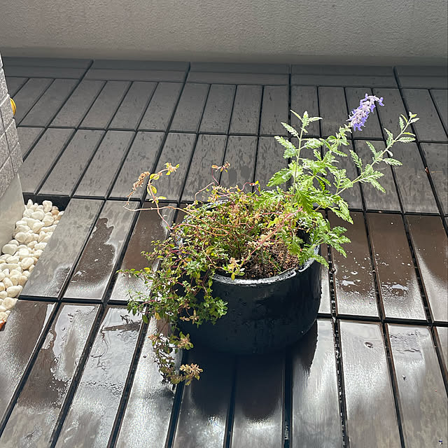 rinkorinさんの実例写真