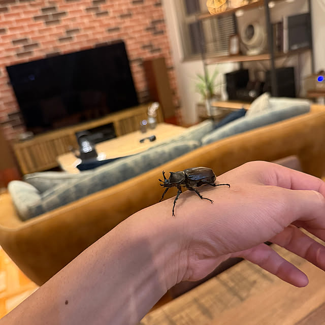 japitonさんの実例写真