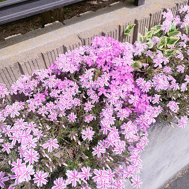 Momoさんの部屋