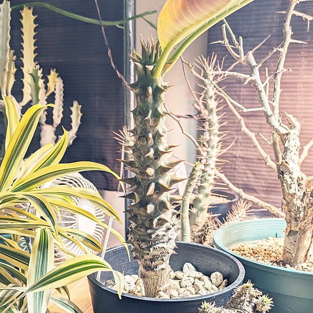 ot-gardenさんの部屋