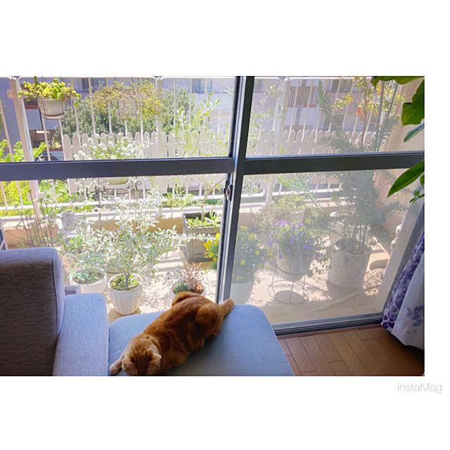 HALさんの部屋