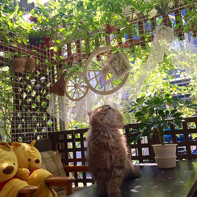 butachanさんの実例写真