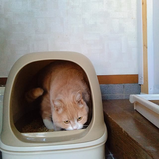 cocoroさんの部屋