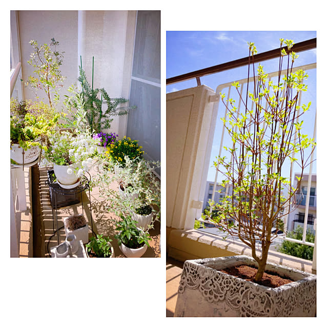HALさんの部屋