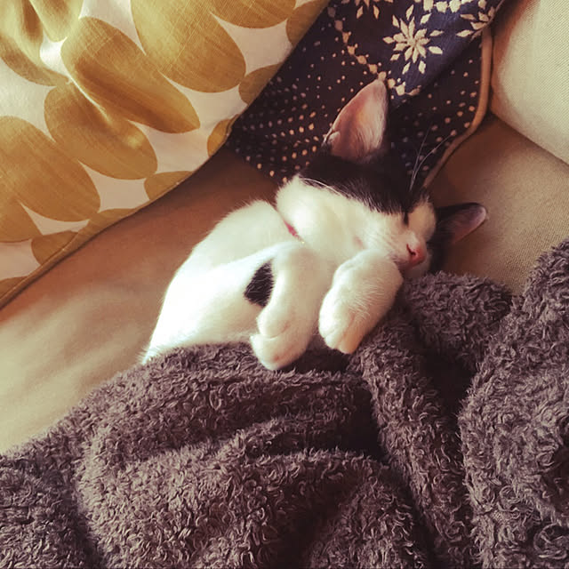 noraさんの実例写真