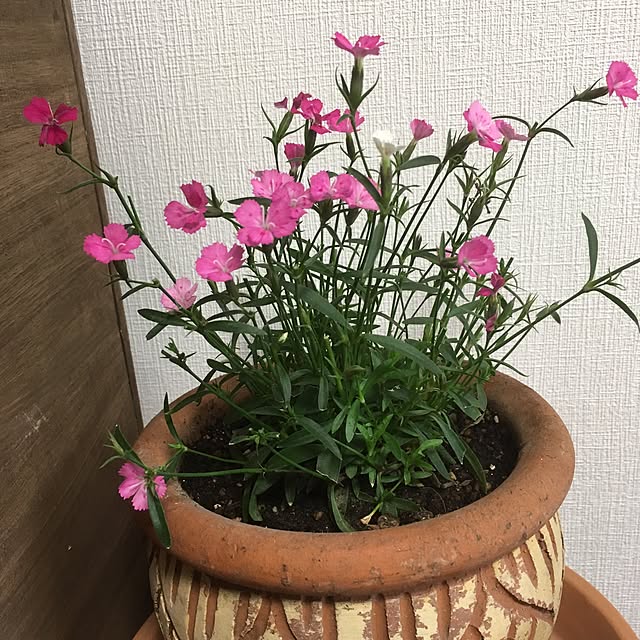 Ryokoさんの実例写真