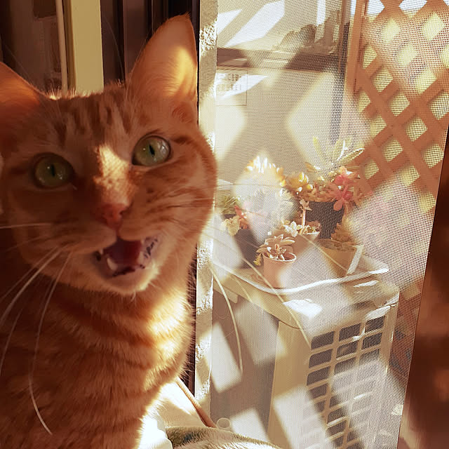 chisaviさんの実例写真