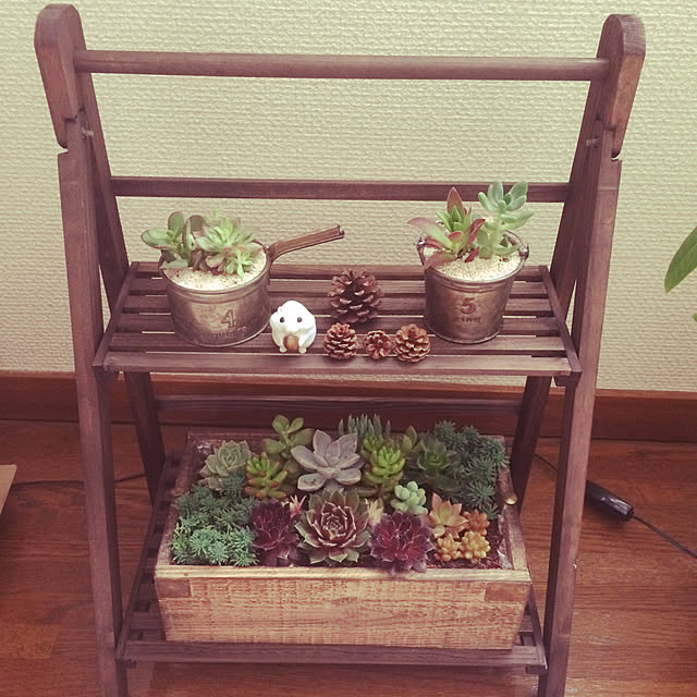棚/多肉植物のインテリア実例 - 2017-10-21 20:08:47
