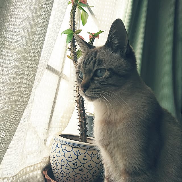 TOUEMONさんの実例写真