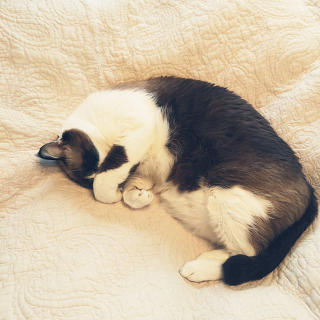 実例写真